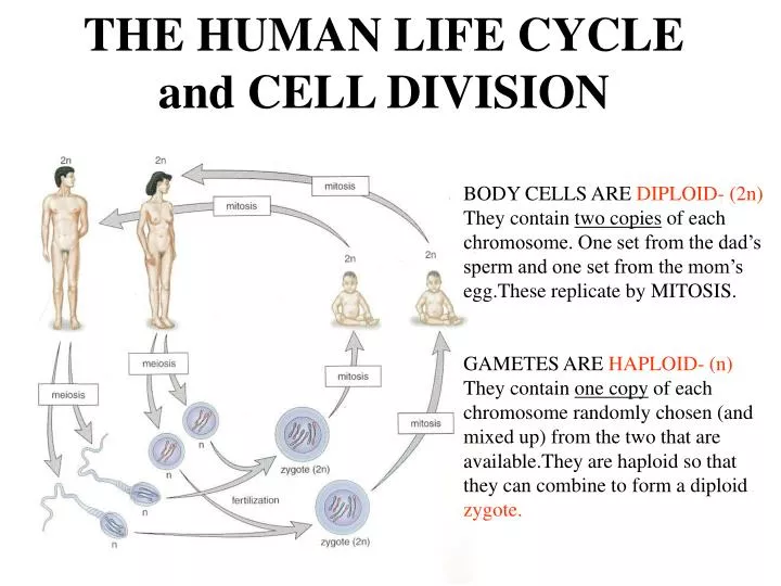 the human life cycle and cell division