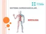 SISTEMA CARDIOVASCULAR. - slide 1
