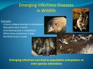 Emerging Infectious Diseases in Wildlife