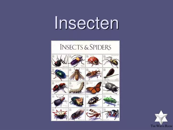 insecten