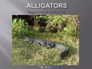 ALLIGATORS