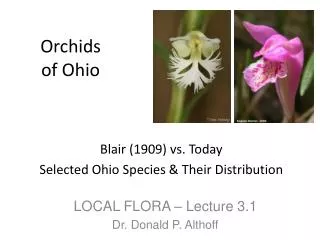 Orchids of Ohio