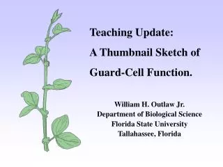 Teaching Update: A Thumbnail Sketch of Guard-Cell Function. William H. Outlaw Jr. Department of Biological Science Flor