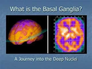 What is the Basal Ganglia? A Journey into the Deep Nuclei