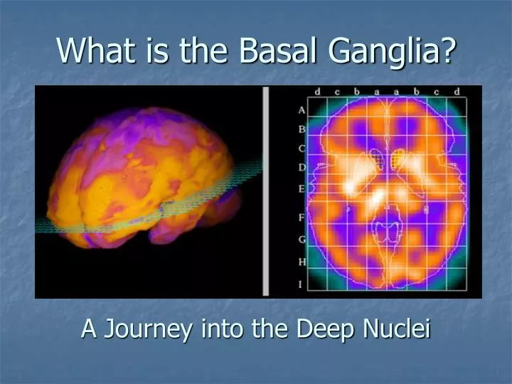 what is the basal ganglia a journey into the deep nuclei