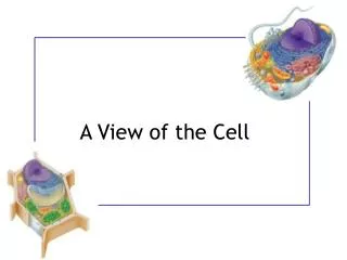 A View of the Cell