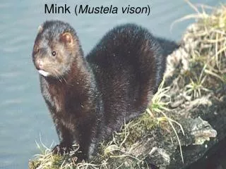 Mink
