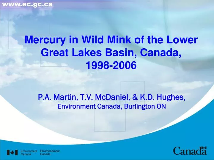 mercury in wild mink of the lower great lakes basin canada 1998 2006