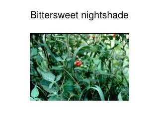 Bittersweet nightshade