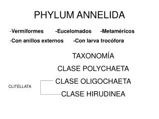 phylum annelida