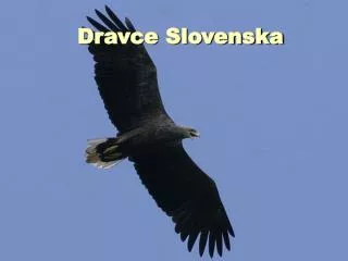 Dravce Slovenska
