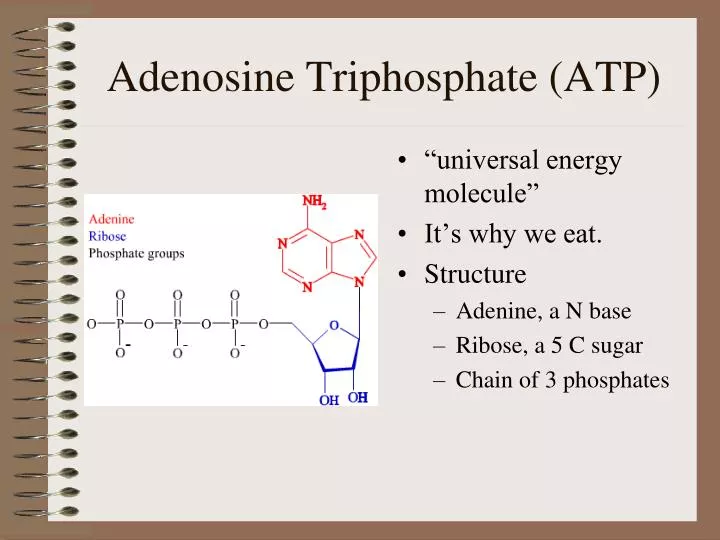 adenosine triphosphate atp