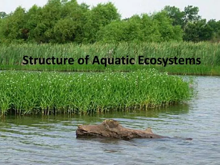 structure of aquatic ecosystems