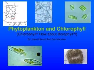 Phytoplankton and Chlorophyll (Chlorophyll? How about Borophyll?!)