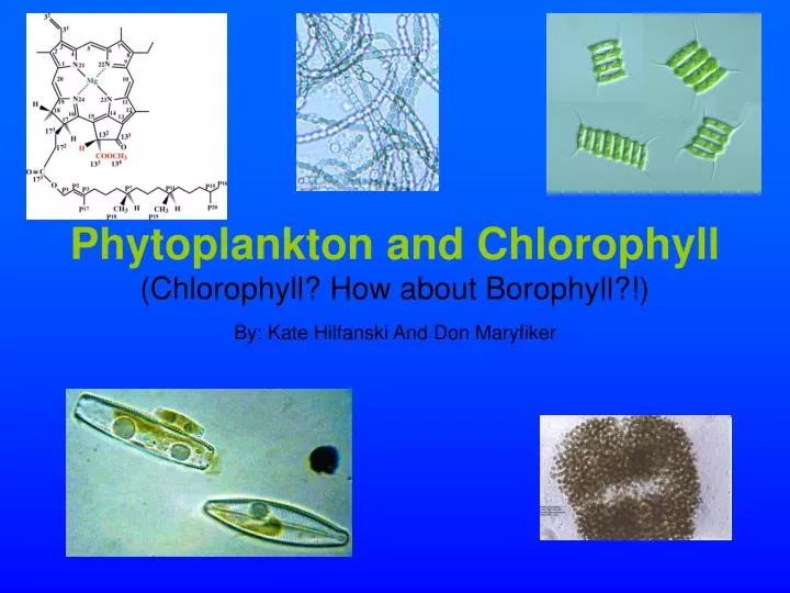 phytoplankton and chlorophyll chlorophyll how about borophyll