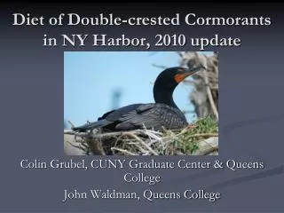Diet of Double-crested Cormorants in NY Harbor, 2010 update