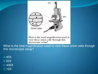 What is the total magnification used to view these onion cells through this microscope setup? 40X 50X 400X 10X