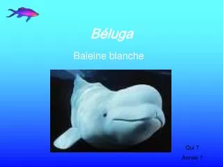 b luga