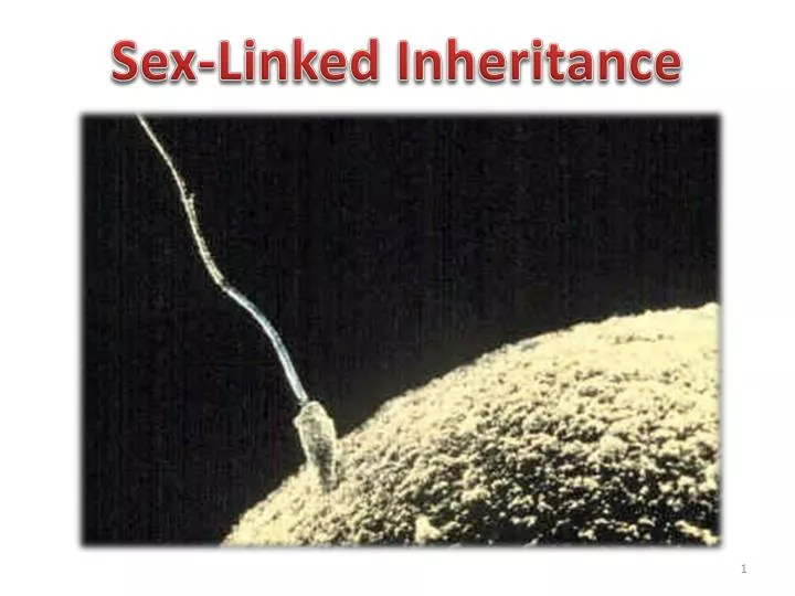 Ppt Sex Linked Inheritance Powerpoint Presentation Free Download Id1152208 5518