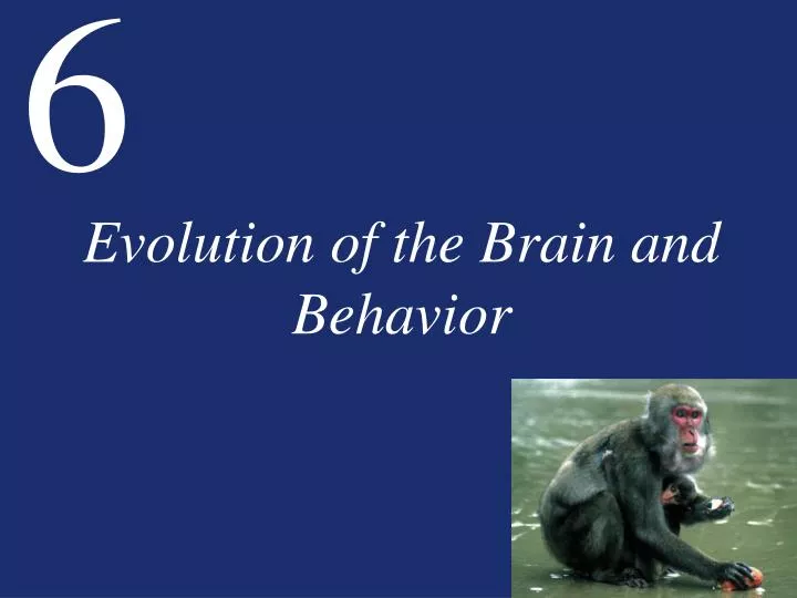 evolution of the brain and behavior
