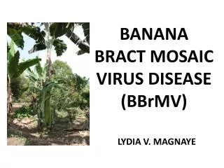BANANA BRACT MOSAIC VIRUS DISEASE (BBrMV)