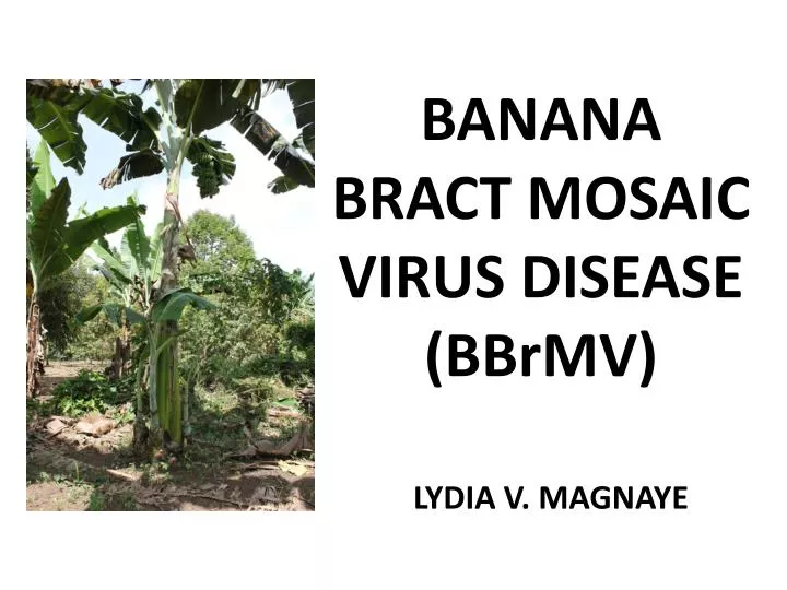 banana bract mosaic virus disease bbrmv