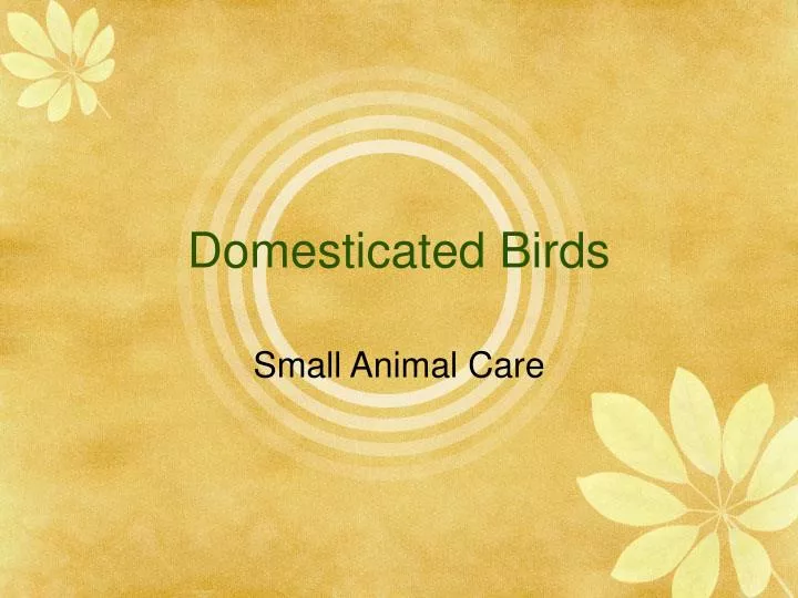 domesticated birds