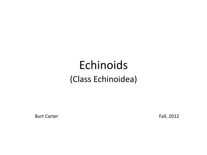 echinoids