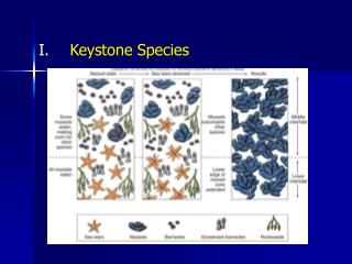 Keystone Species