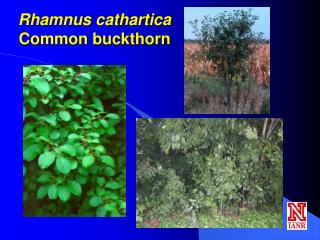 Rhamnus cathartica Common buckthorn