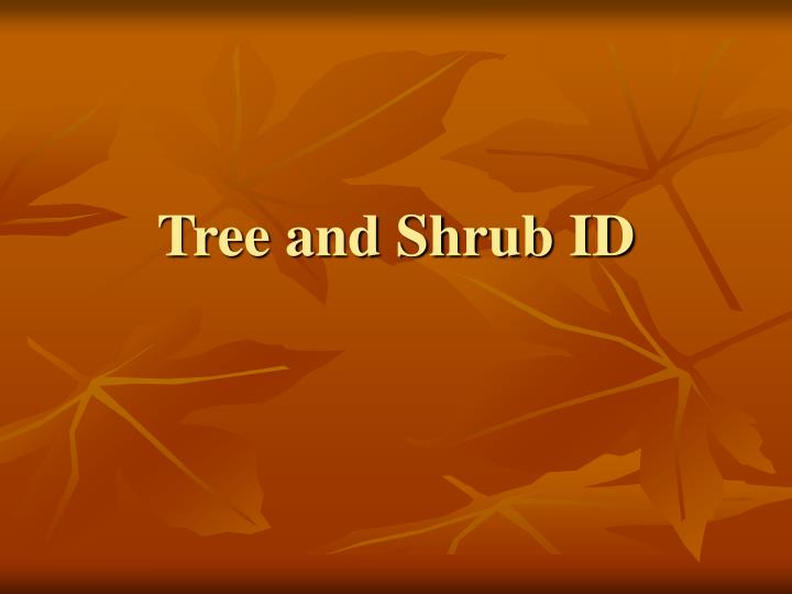 tree and shrub id