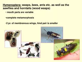 Hymenoptera: wasps, bees, ants etc. as well as the sawflies and horntails (wood wasps)