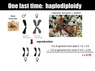 One last time: haplodiploidy
