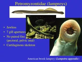 Petromyzontidae (lampreys)
