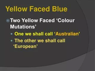 Yellow Faced Blue