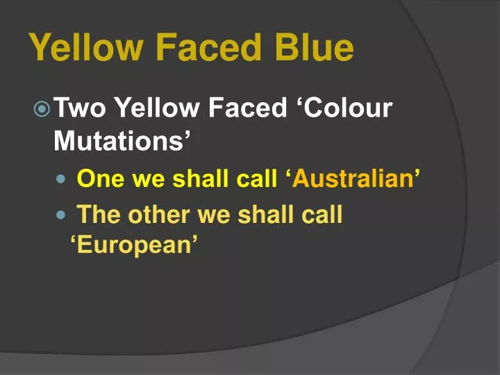 yellow faced blue