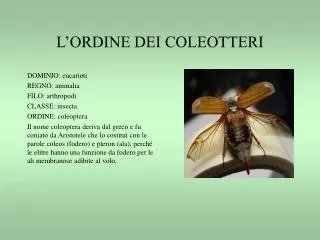 l ordine dei coleotteri