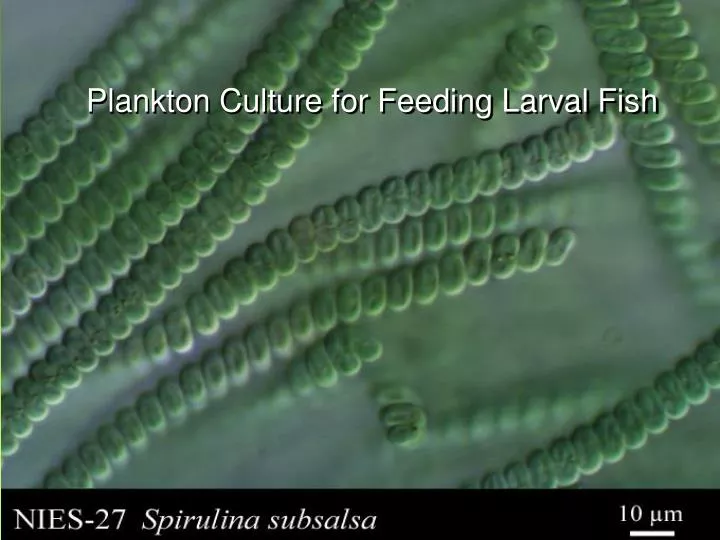 plankton culture for feeding larval fish