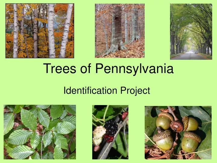 trees of pennsylvania