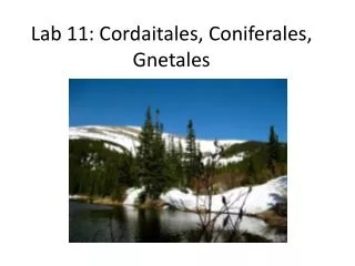 Lab 11: Cordaitales, Coniferales, Gnetales