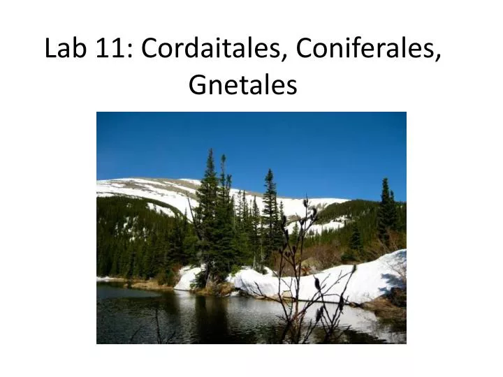 lab 11 cordaitales coniferales gnetales