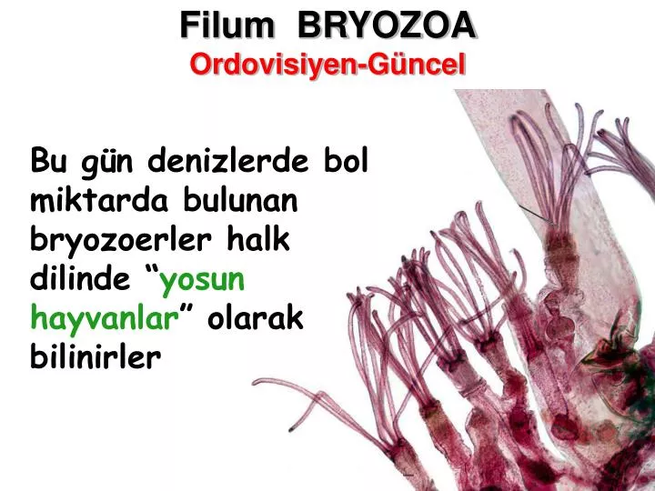 filum bryozoa ordovisiyen g ncel
