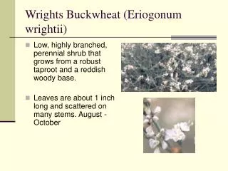 Wrights Buckwheat (Eriogonum wrightii)