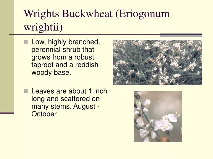 wrights buckwheat eriogonum wrightii