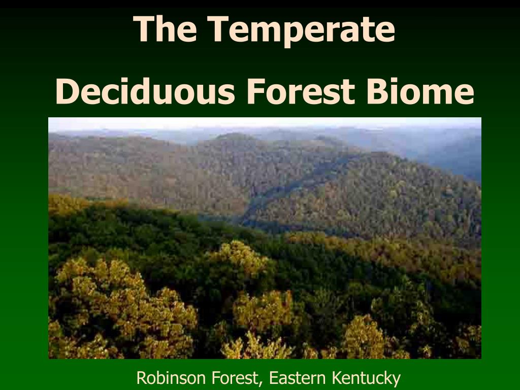 PPT - The Temperate Deciduous Forest Biome PowerPoint Presentation ...