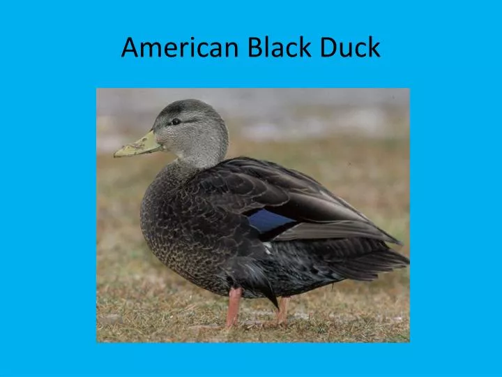 american black duck