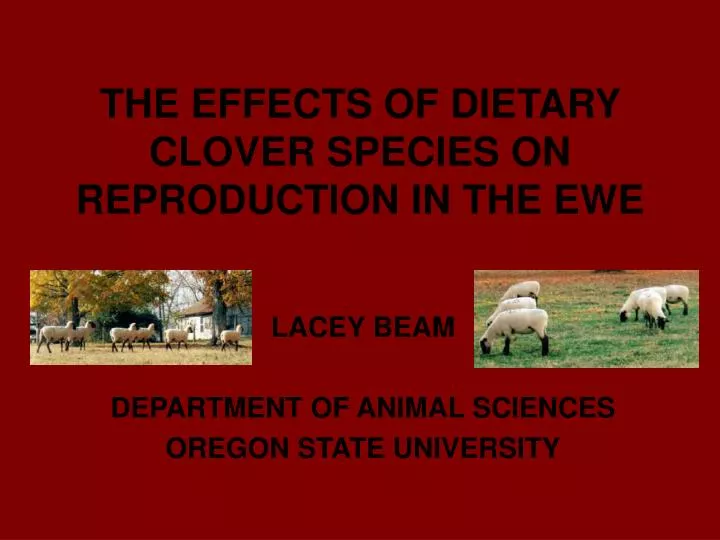 the effects of dietary clover species on reproduction in the ewe