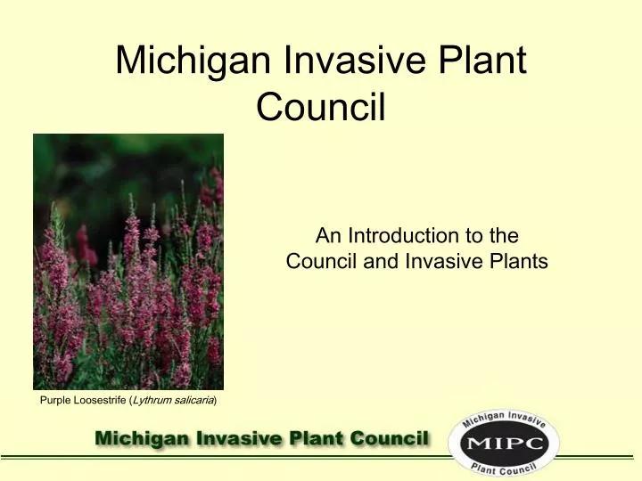 michigan invasive plant council