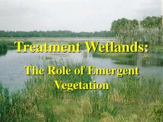 Treatment Wetlands: The Role of Emergent Vegetation