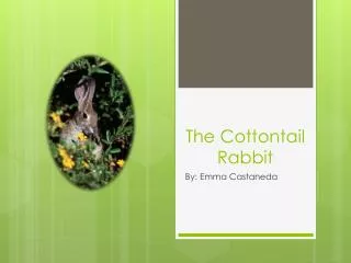 The Cottontail Rabbit